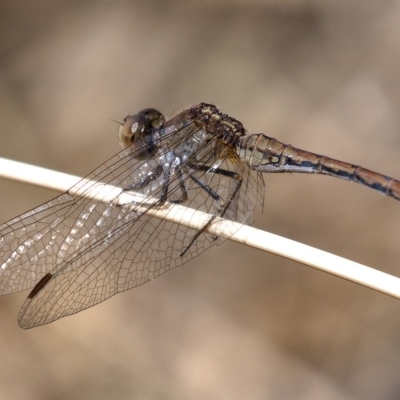 Diplacodes bipunctata (Wandering Percher) at Denman Prospect, ACT - 15 Dec 2019 by Marthijn