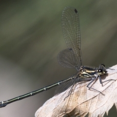 Austroargiolestes icteromelas (Common Flatwing) at Denman Prospect, ACT - 15 Dec 2019 by Marthijn