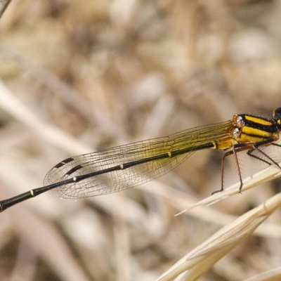 Nososticta solida (Orange Threadtail) at Denman Prospect, ACT - 15 Dec 2019 by Marthijn