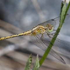 Diplacodes bipunctata (Wandering Percher) at Molonglo Valley, ACT - 15 Dec 2019 by Marthijn
