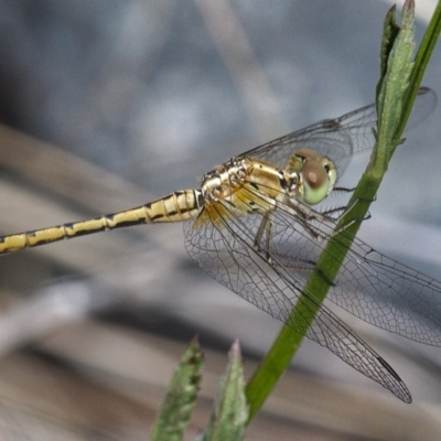 Diplacodes bipunctata (Wandering Percher) at Molonglo Valley, ACT - 15 Dec 2019 by Marthijn