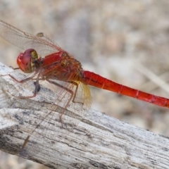 Diplacodes haematodes (Scarlet Percher) at Molonglo River Reserve - 14 Dec 2019 by Marthijn