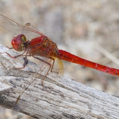 Diplacodes haematodes (Scarlet Percher) at Molonglo Valley, ACT - 15 Dec 2019 by Marthijn