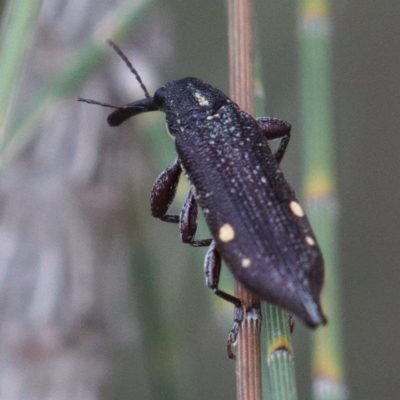 Rhinotia bidentata (Two-spot Rhinotia weevil) at Molonglo River Reserve - 14 Dec 2019 by Marthijn