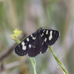 Phalaenoides tristifica (Willow-herb Day-moth) at Molonglo River Reserve - 14 Dec 2019 by Marthijn