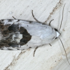 Armactica conchidia (Conchidia Moth) at Ainslie, ACT - 14 Dec 2019 by jb2602