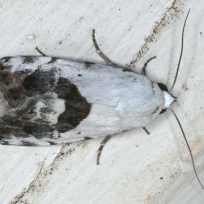 Armactica conchidia (Conchidia Moth) at Ainslie, ACT - 14 Dec 2019 by jb2602