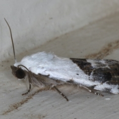 Armactica conchidia at Ainslie, ACT - 14 Dec 2019