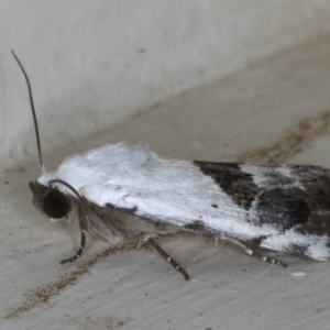 Armactica conchidia at Ainslie, ACT - 14 Dec 2019