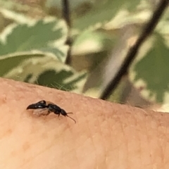 Bethylidae sp. (family) (Bethylid wasp) at Aranda, ACT - 15 Dec 2019 by Jubeyjubes