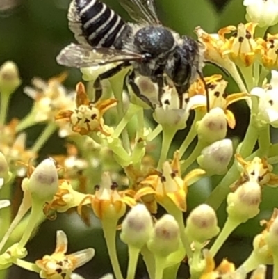 Megachile (Eutricharaea) sp. (genus & subgenus) (Leaf-cutter Bee) at Aranda, ACT - 15 Dec 2019 by Jubeyjubes