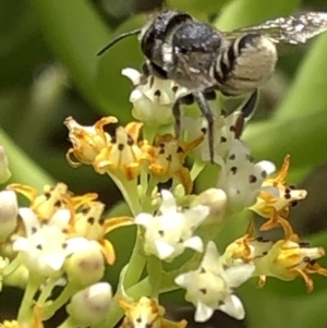 Megachile (Eutricharaea) sp. (genus & subgenus) at Aranda, ACT - 15 Dec 2019 03:56 PM