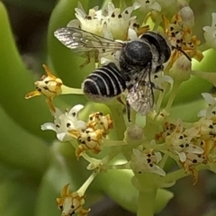 Megachile (Eutricharaea) sp. (genus & subgenus) at Aranda, ACT - 15 Dec 2019 03:56 PM