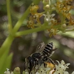 Megachile (Eutricharaea) sp. (genus & subgenus) at Aranda, ACT - 15 Dec 2019