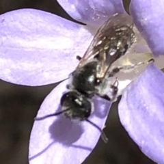 Lasioglossum (Chilalictus) lanarium (Halictid bee) at Aranda, ACT - 15 Dec 2019 by Jubeyjubes
