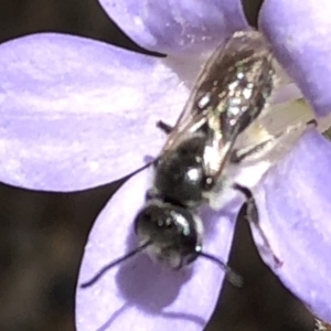 Lasioglossum (Chilalictus) lanarium at Aranda, ACT - 15 Dec 2019 03:40 PM