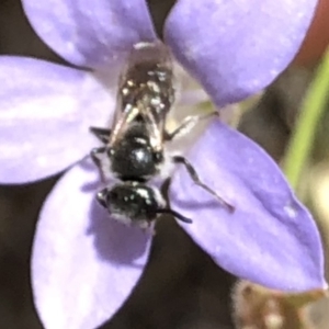 Lasioglossum (Chilalictus) lanarium at Aranda, ACT - 15 Dec 2019 03:40 PM