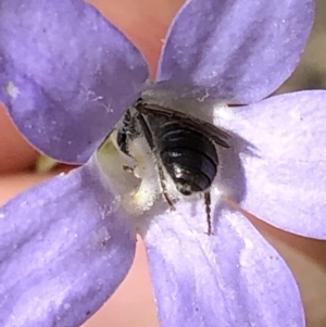 Lasioglossum (Chilalictus) lanarium at Aranda, ACT - 15 Dec 2019 03:40 PM