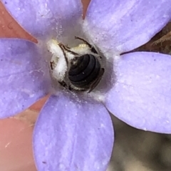 Lasioglossum (Chilalictus) lanarium at Aranda, ACT - 15 Dec 2019 03:40 PM