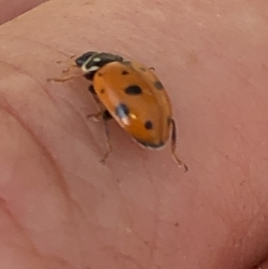 Hippodamia variegata at Aranda, ACT - 15 Dec 2019 03:34 PM