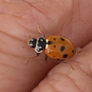 Hippodamia variegata at Aranda, ACT - 15 Dec 2019 03:34 PM