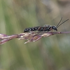Tiphiidae (family) (Unidentified Smooth flower wasp) at Aranda, ACT - 15 Dec 2019 by Jubeyjubes