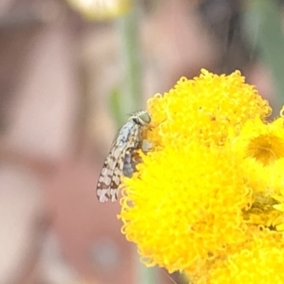 Tephritidae sp. (family) (Unidentified Fruit or Seed fly) at Aranda, ACT - 15 Dec 2019 by Jubeyjubes