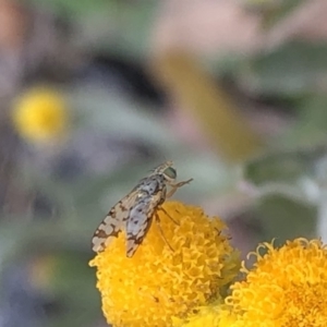 Tephritidae sp. (family) at Aranda, ACT - 15 Dec 2019 03:27 PM