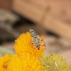 Tephritidae sp. (family) at Aranda, ACT - 15 Dec 2019 03:27 PM