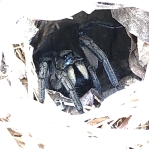 Venatrix sp. (genus) at Aranda, ACT - 15 Dec 2019 03:21 PM