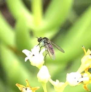 Geron sp. (genus) at Aranda, ACT - 15 Dec 2019 03:04 PM