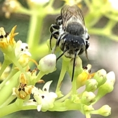 Megachile (Eutricharaea) sp. (subgenus) (Leaf-cutter Bee) at Aranda, ACT - 15 Dec 2019 by Jubeyjubes