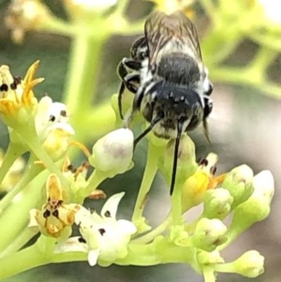 Megachile (Eutricharaea) sp. (genus & subgenus) (Leaf-cutter Bee) at Aranda, ACT - 15 Dec 2019 by Jubeyjubes