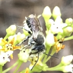 Megachile (Eutricharaea) sp. (genus & subgenus) at Aranda, ACT - 15 Dec 2019