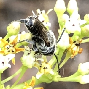 Megachile (Eutricharaea) sp. (genus & subgenus) at Aranda, ACT - 15 Dec 2019