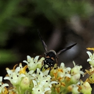 Eumeninae (subfamily) at Aranda, ACT - 15 Dec 2019 02:47 PM