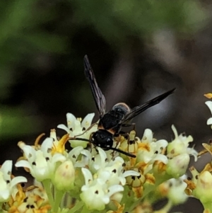 Eumeninae (subfamily) at Aranda, ACT - 15 Dec 2019 02:47 PM