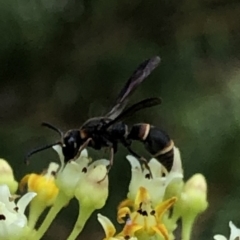 Eumeninae (subfamily) at Aranda, ACT - 15 Dec 2019 02:47 PM