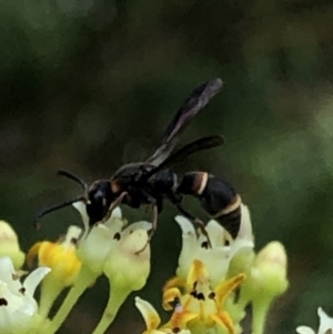 Eumeninae (subfamily) at Aranda, ACT - 15 Dec 2019 02:47 PM