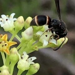 Eumeninae (subfamily) at Aranda, ACT - 15 Dec 2019 02:47 PM