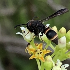 Eumeninae (subfamily) at Aranda, ACT - 15 Dec 2019 02:47 PM