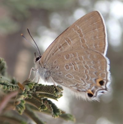 Jalmenus icilius (Amethyst Hairstreak) at Mount Painter - 13 Dec 2019 by CathB