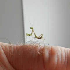 Unidentified Other Insect at Merimbula, NSW - 15 Dec 2019 by SueMuffler