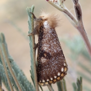 Epicoma contristis at Cook, ACT - 13 Dec 2019