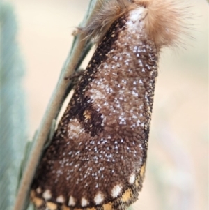 Epicoma contristis at Cook, ACT - 13 Dec 2019 05:52 PM