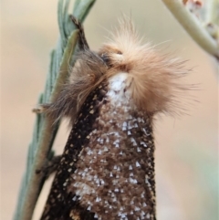 Epicoma contristis at Cook, ACT - 13 Dec 2019