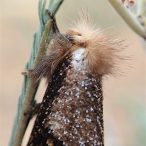 Epicoma contristis at Cook, ACT - 13 Dec 2019