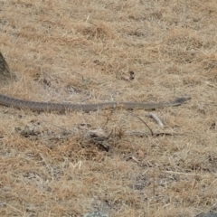 Pseudonaja textilis (Eastern Brown Snake) at Cook, ACT - 15 Dec 2019 by CathB