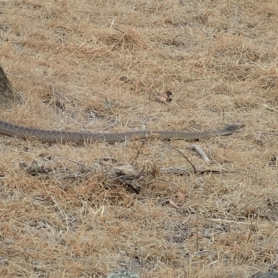 Pseudonaja textilis (Eastern Brown Snake) at Cook, ACT - 15 Dec 2019 by CathB