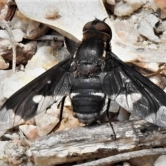 Balaana sp. (genus) (Bee Fly) at Paddys River, ACT - 13 Dec 2019 by JohnBundock